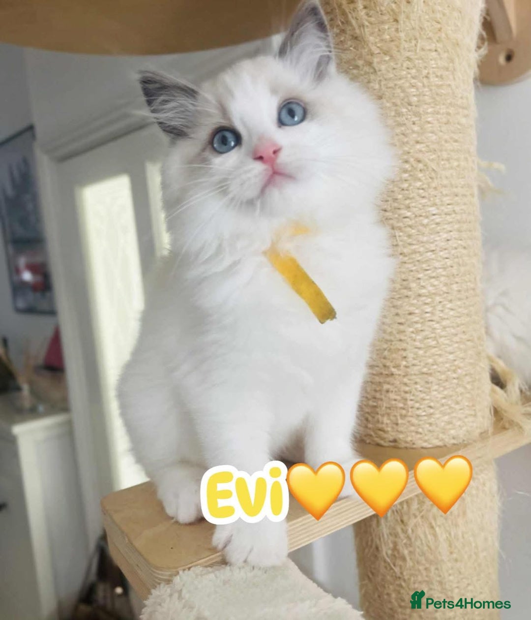 Ragdoll cats for sale: 💖Beautiful Ragdoll💖 Tica register  - Image 14