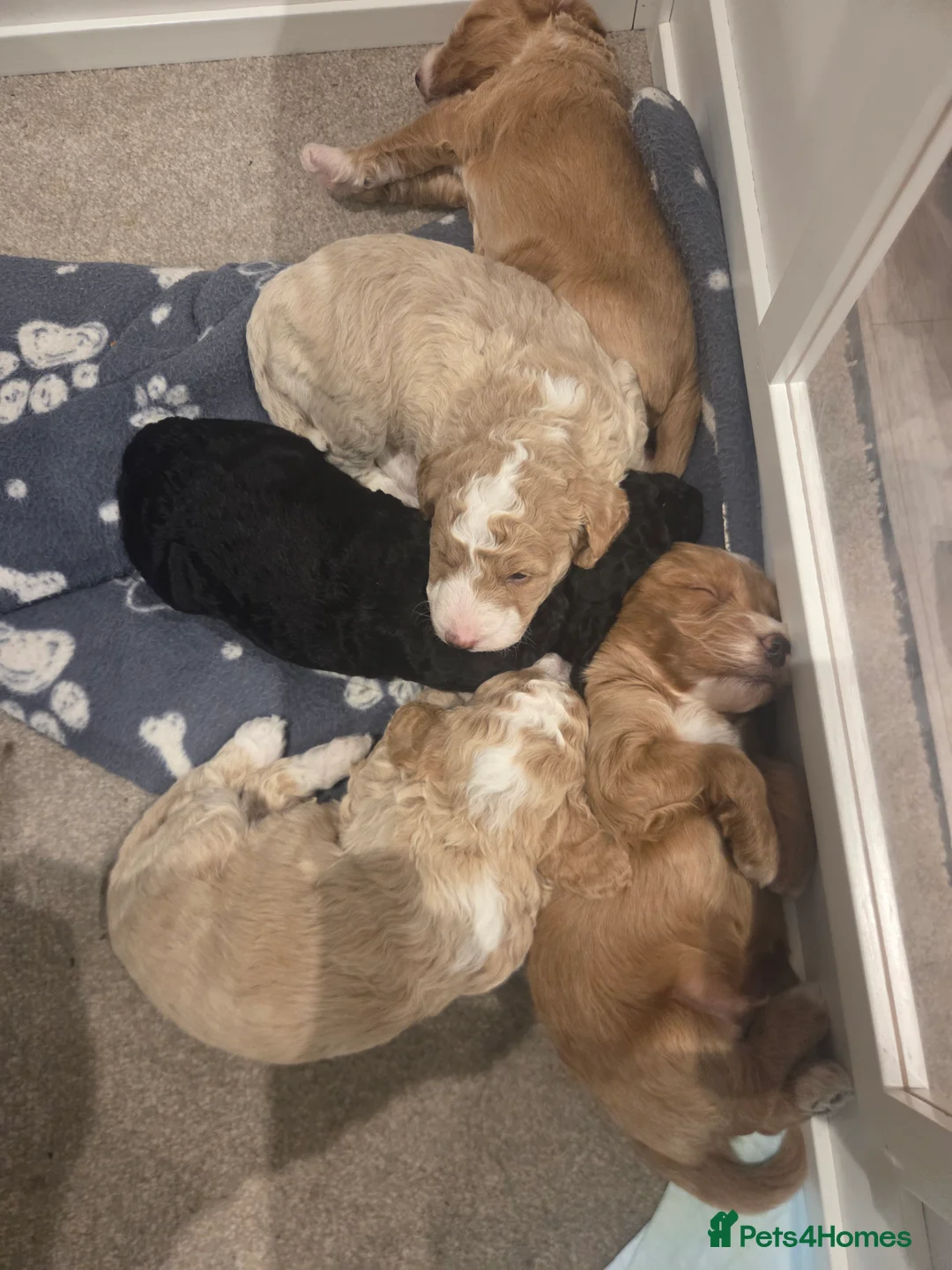 Sproodle dogs for sale: Male sproodle puppy in Rotherham - Advert 2