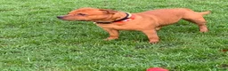 Staffordshire Bull Terrier dogs for stud: For stud- Red Staffordshire bull terrier in Telford - Advert 20