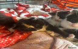 Mixed Breed cats for sale: 3 beautiful Kittens for sale  - Image 7