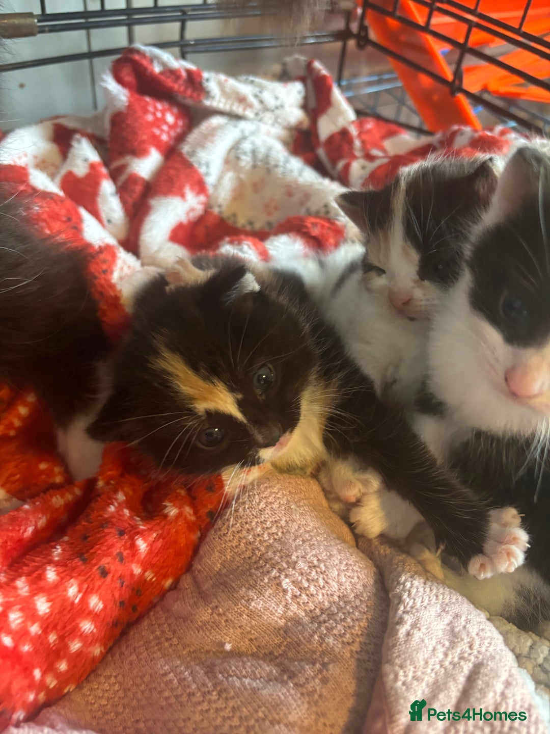 Mixed Breed cats for sale: 3 beautiful Kittens for sale  - Image 7