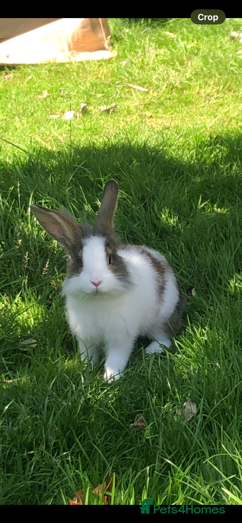 Lionhead rabbits Two Beautiful Rabbits for Adoption  - Advert 19