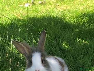 Lionhead rabbits Two Beautiful Rabbits for Adoption - Advert 10