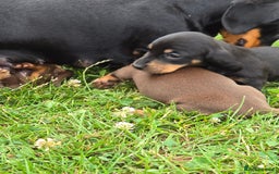 Miniature Dachshund dogs for sale: Minature dachsund puppies - Image 3