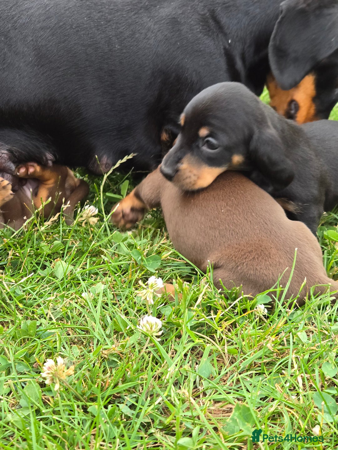 Miniature Dachshund dogs for sale: Minature dachsund puppies - Image 3