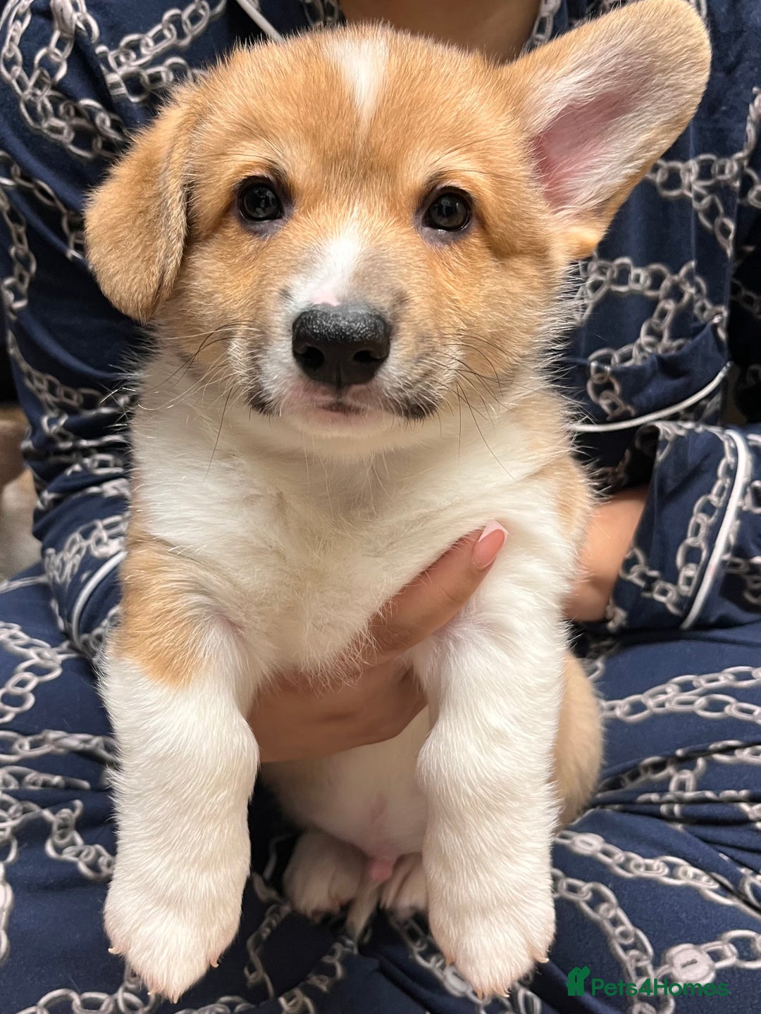 Welsh Corgi Pembroke dogs for sale: Stunning KC registered Welsh Pembroke corgis  - Advert 32
