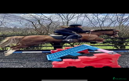 Welsh Section B horses for sale: 🎀Bunbury Zianna aka Annie 🎀 - Image 9