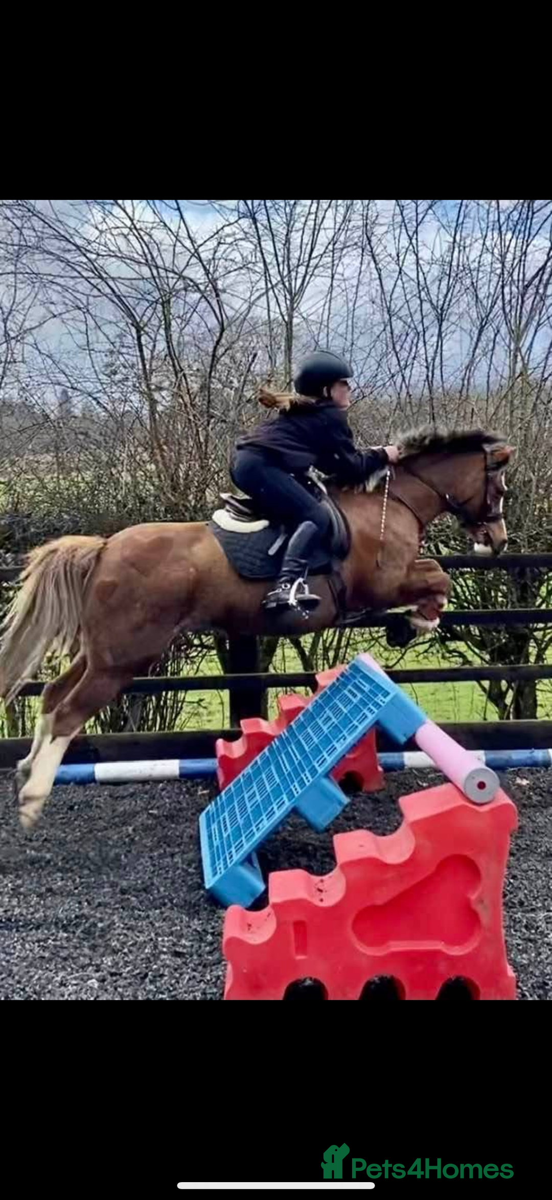 Welsh Section B horses for sale: 🎀Bunbury Zianna aka Annie 🎀 - Image 9