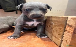 Whippet dogs for stud: BLUE PEDIGREE KC REGISTERED WHIPPET AT STUD in Salisbury - Image 23