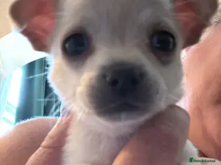 Chihuahua dogs Last cream boy left out of litter - Advert 14