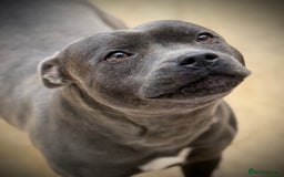 Staffordshire Bull Terrier dogs for sale: 🐾 Beautiful KC Fully Vaccinated Girl Available 🐾 in Peterborough - Image 30