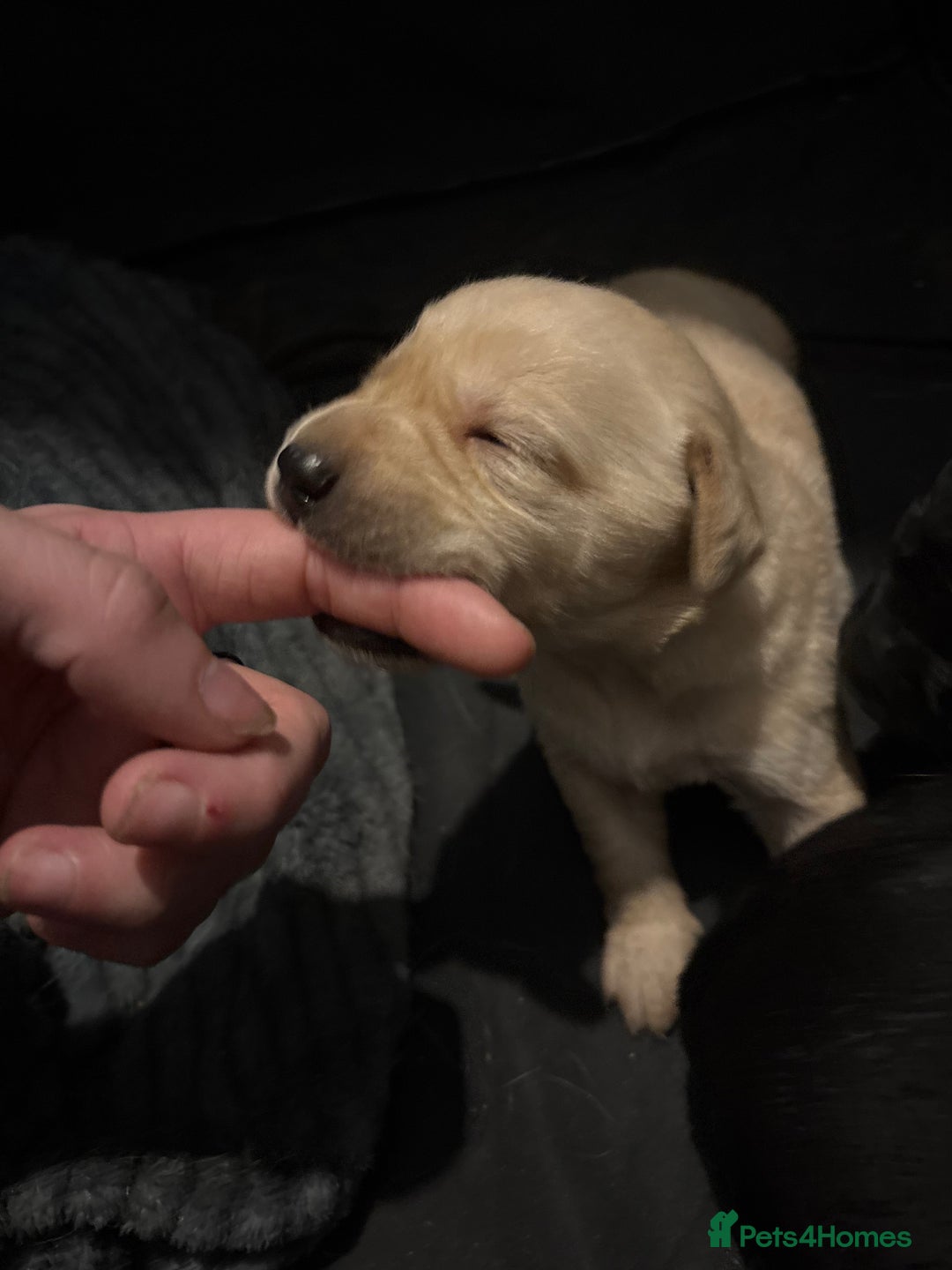 Labrador Retriever dogs for sale: 2 beautiful male labradors - Advert 7