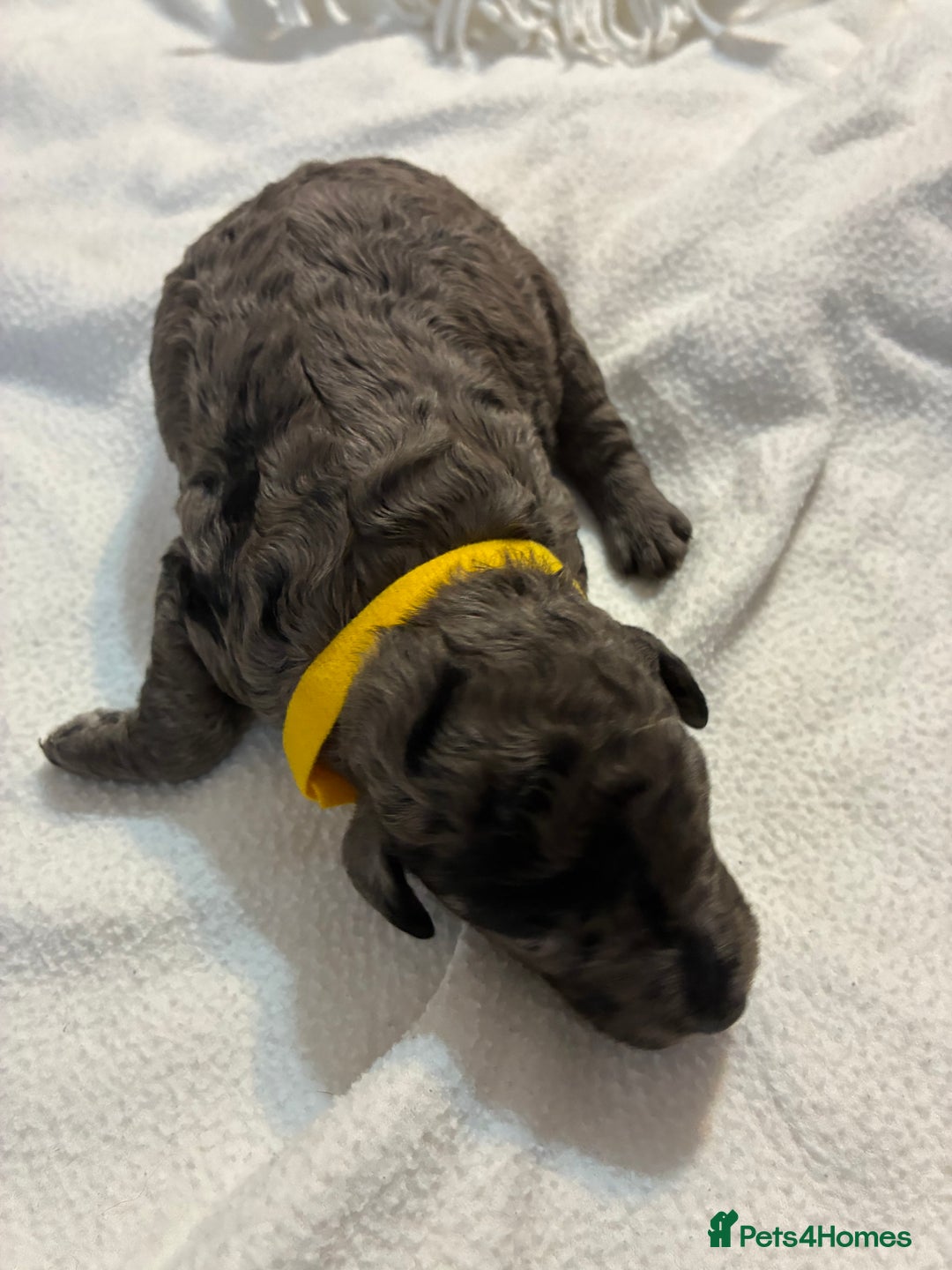 Mini Goldendoodle dogs for sale: Stunning Mini Goldendoodles - Advert 7