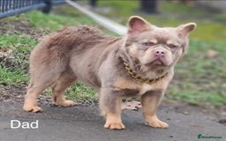 French Bulldog dogs for sale: Frenchie Girl Lilac & Tan KC - Image 16