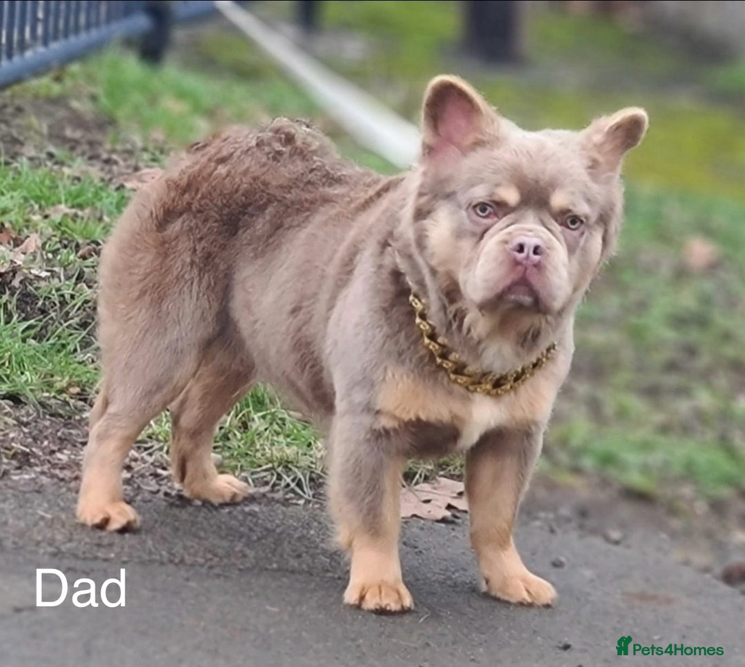 French Bulldog dogs for sale: Frenchie Girl Lilac & Tan KC - Image 16
