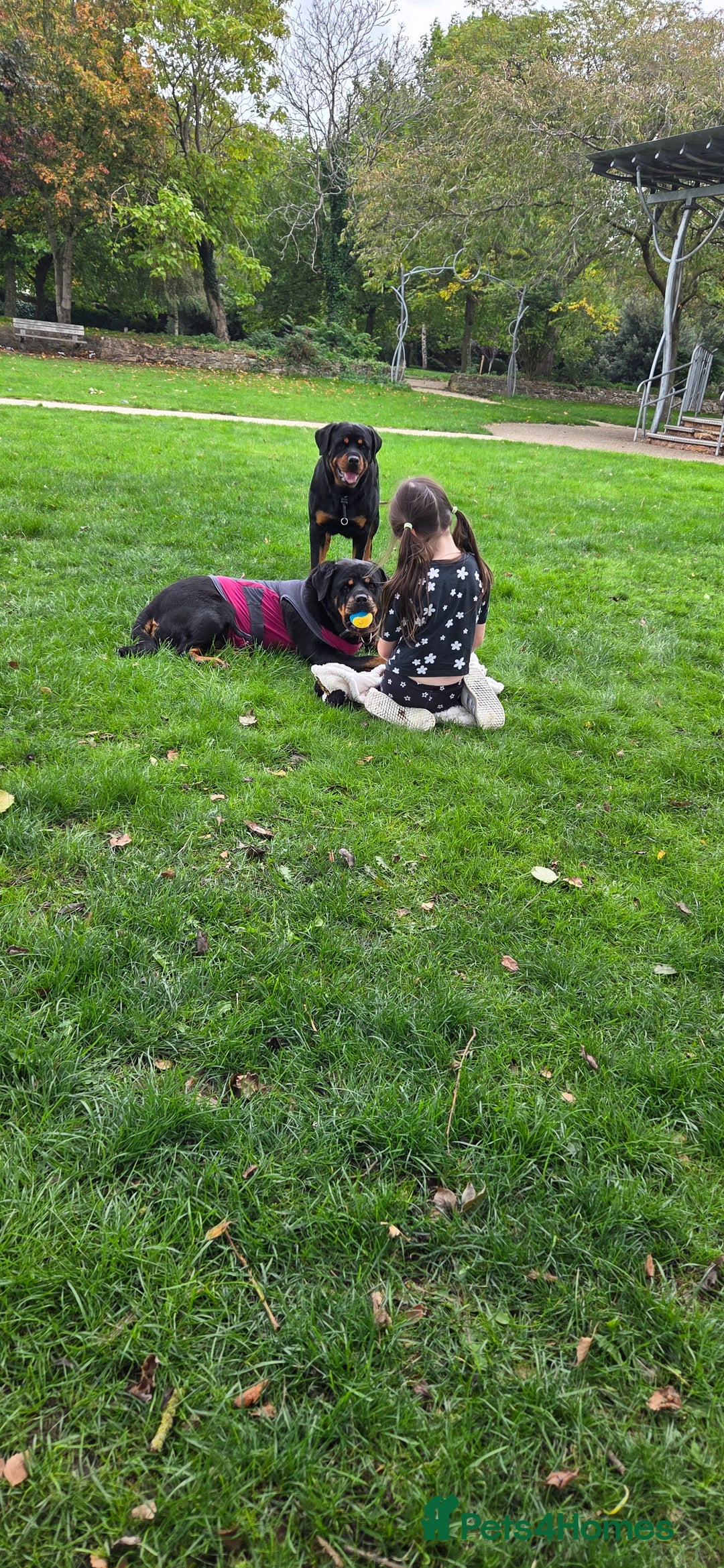 Rottweiler dogs for sale: Chunky Rottweiler Puppies DUE SOON  - Image 9
