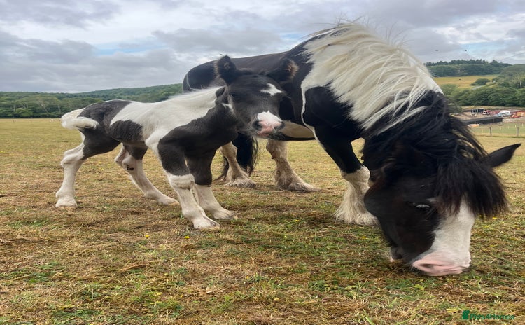 Irish Cob horses - Advert 3