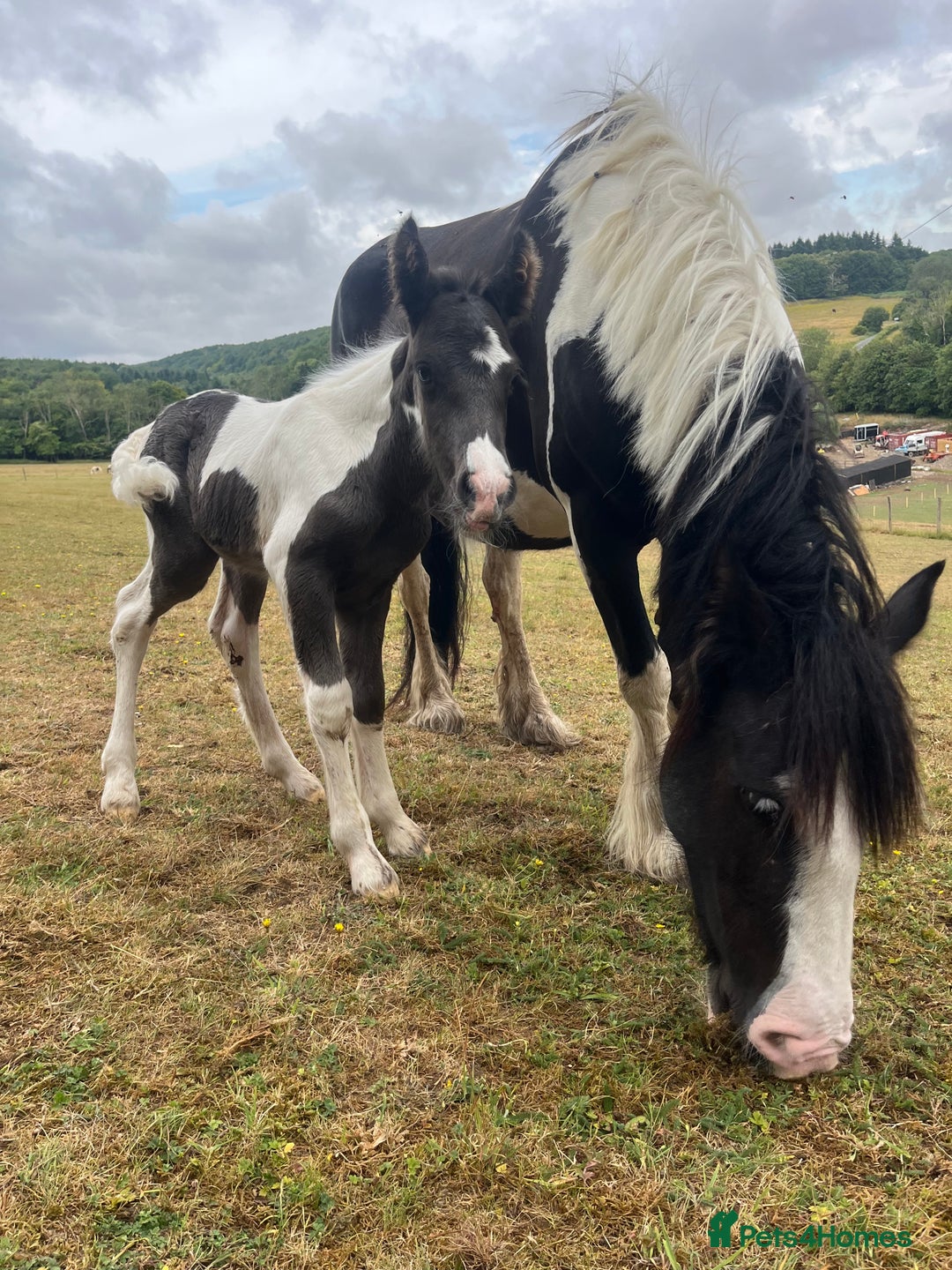 Irish Cob horses for sale: Lilly and mouse - Image 1