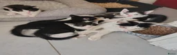 Mixed Breed cats for sale: Beautiful 8 week old 🐈‍⬛ - Advert 1