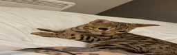 Bengal cats for sale: 🐆 Stunning Bengal Singleton Boy  - Advert 14