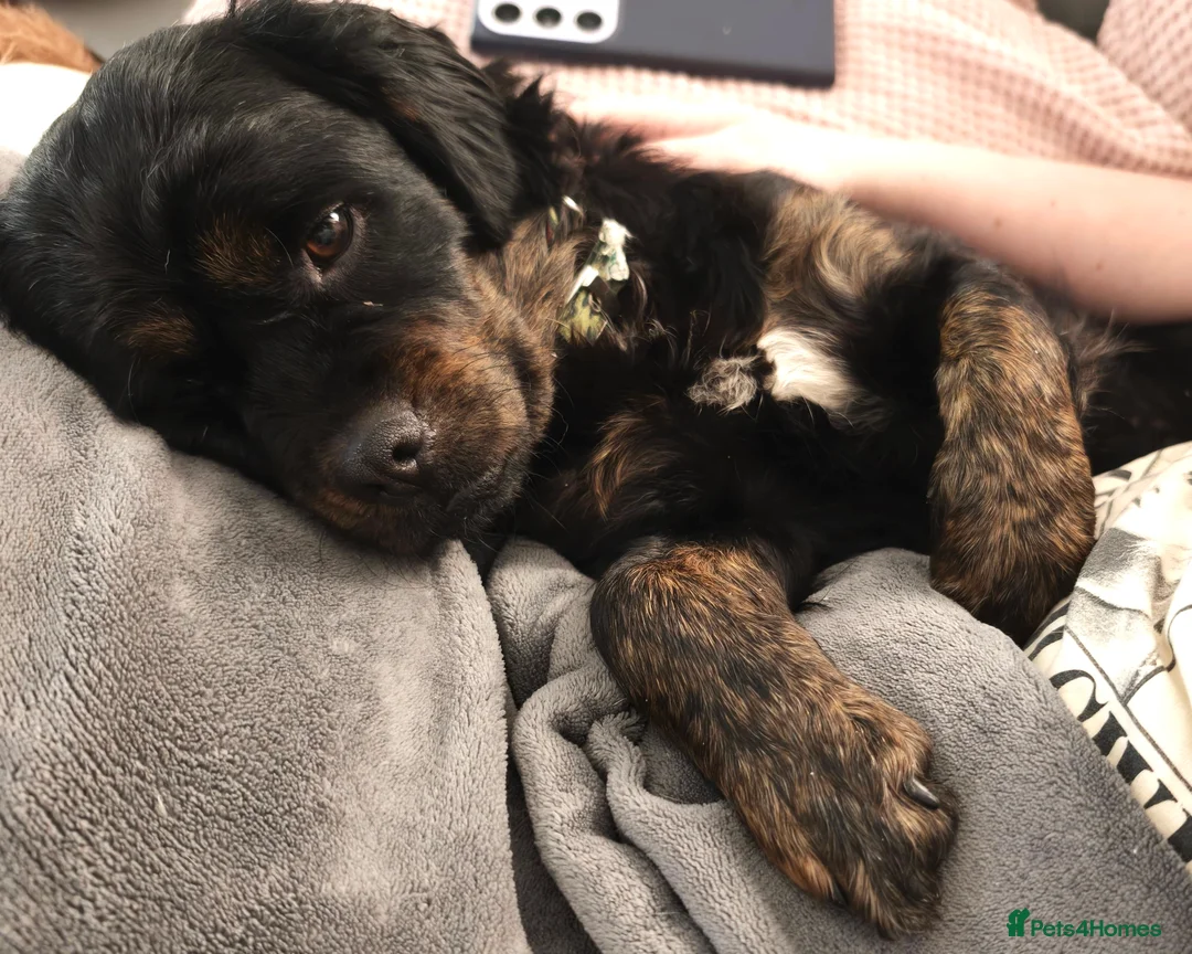 Mixed Breed dogs for adoption: ❤️ Meet Maria – with the biggest heart ❤️ in Maidstone - Advert 2