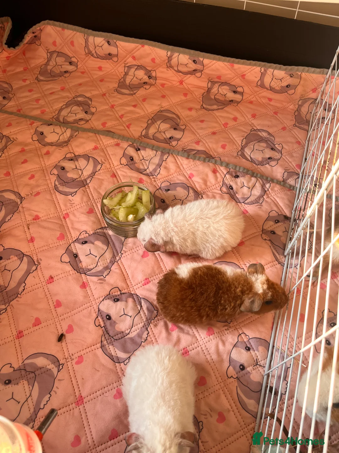 Guinea Pig rodents for sale: 3 male Teddy Guinea pigs  - Advert 11