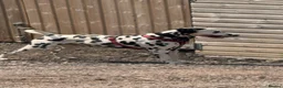 Dalmatian dogs for sale: WAITING LIST NOW OPEN 🐾💫 - Advert 5