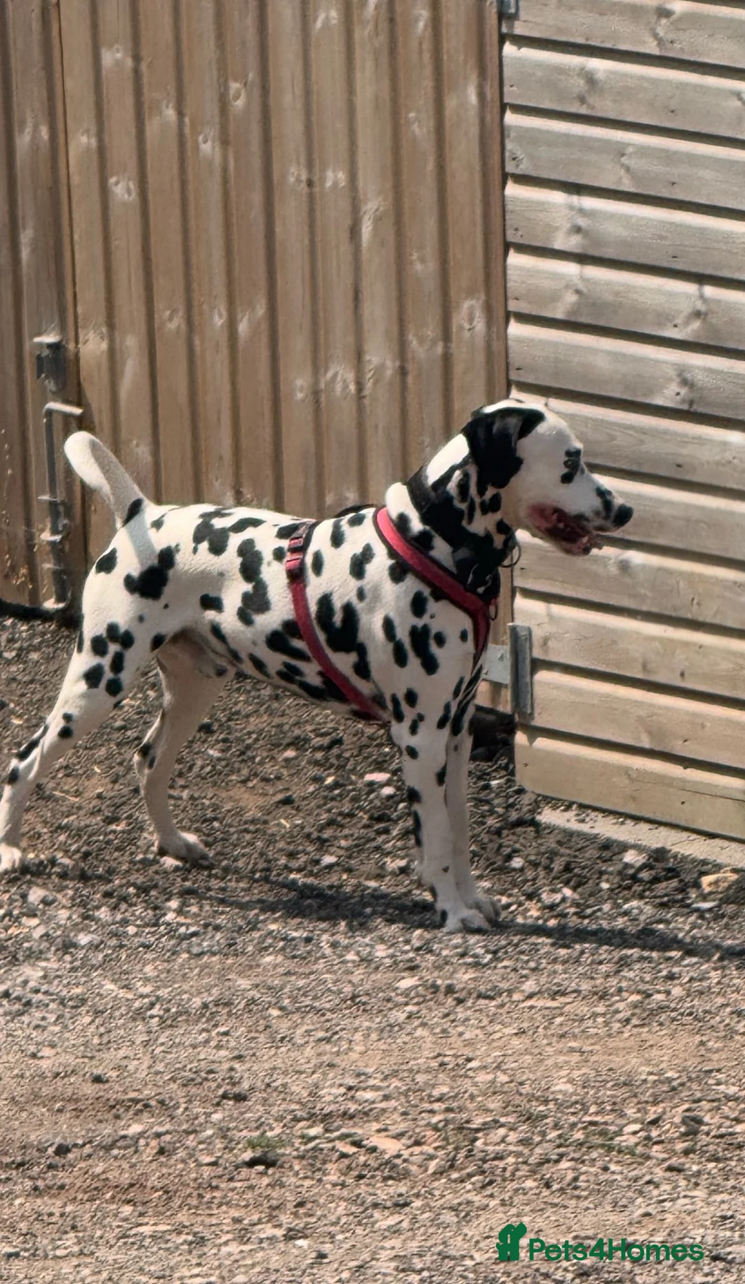 Dalmatian dogs for sale: WAITING LIST NOW OPEN 🐾💫 - Advert 5