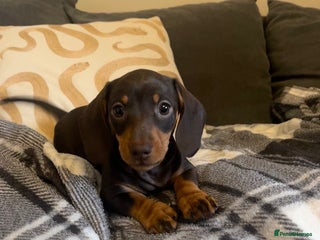 Miniature Dachshund dogs - Advert 14