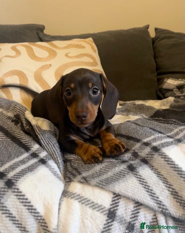 Miniature Dachshund dogs - Advert 15