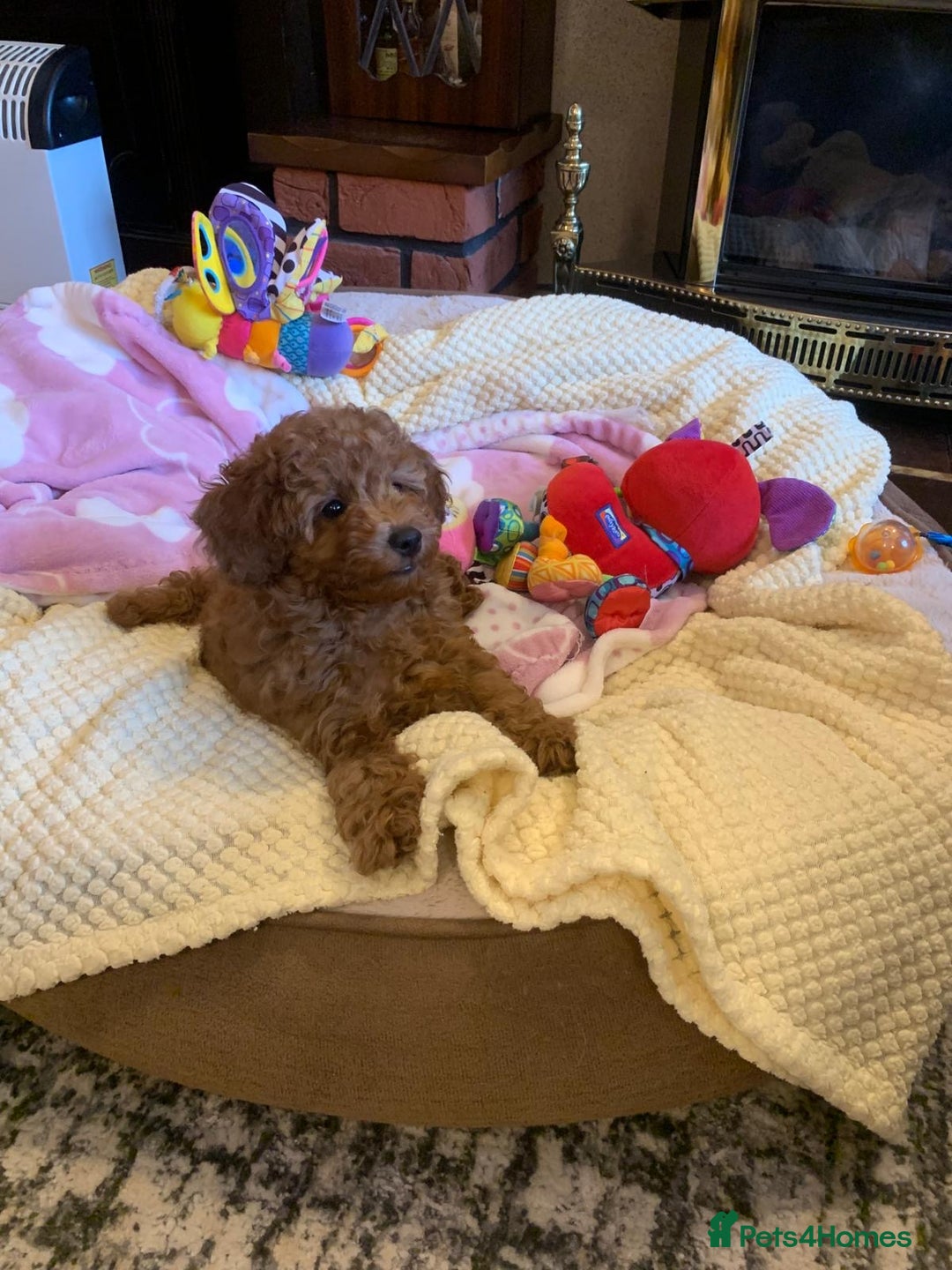 Toy Poodle dogs for sale: One of a kind deep red toy poodle boy - Image 16