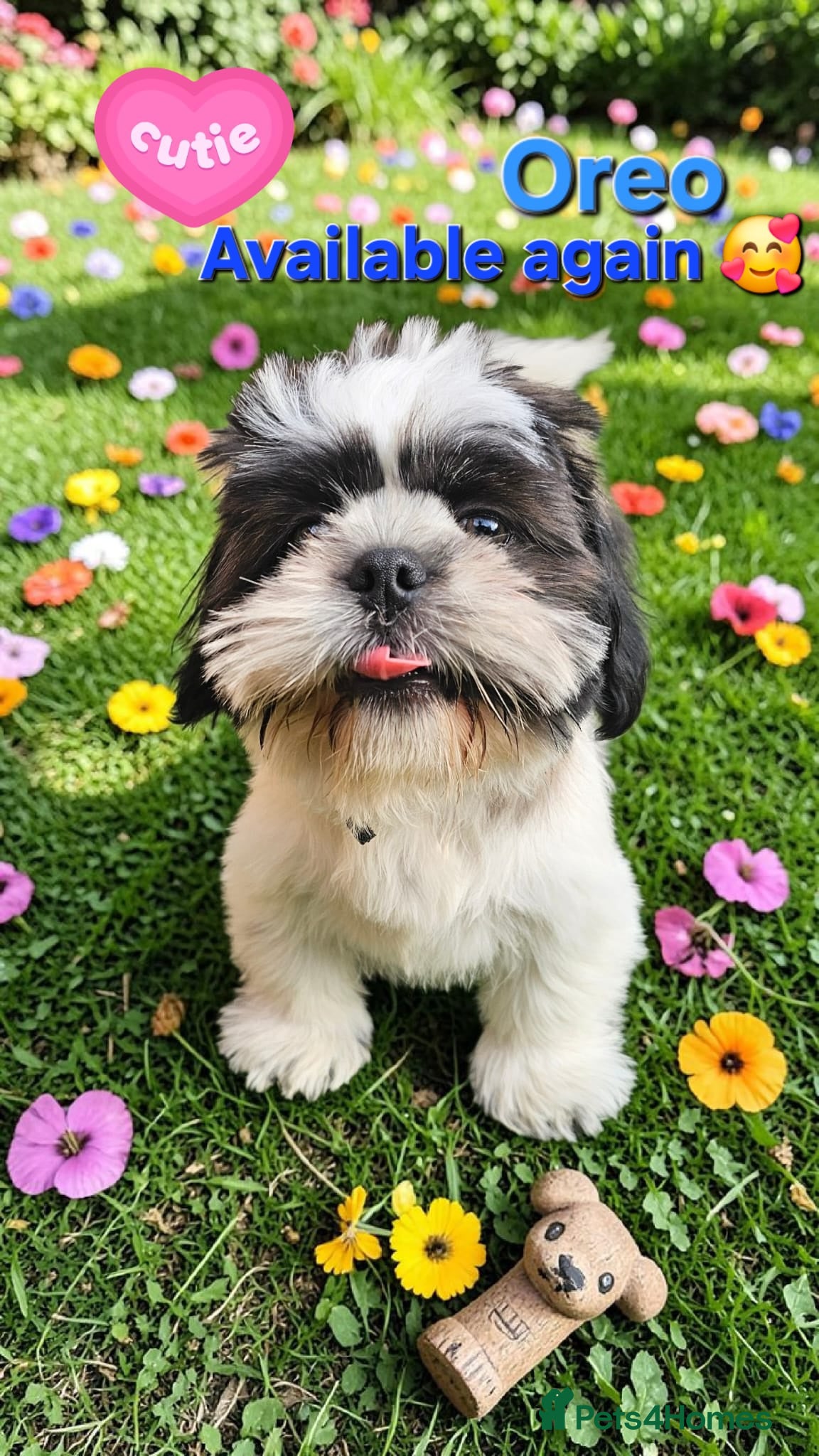 Shih Tzu dogs  💞 PURE STANDARD SHIH TZU 💕 - Advert 2