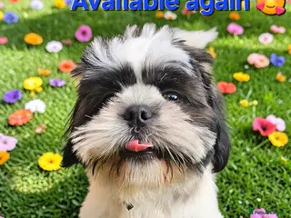 Shih Tzu dogs 💞 PURE STANDARD SHIH TZU 💕 - Advert 16