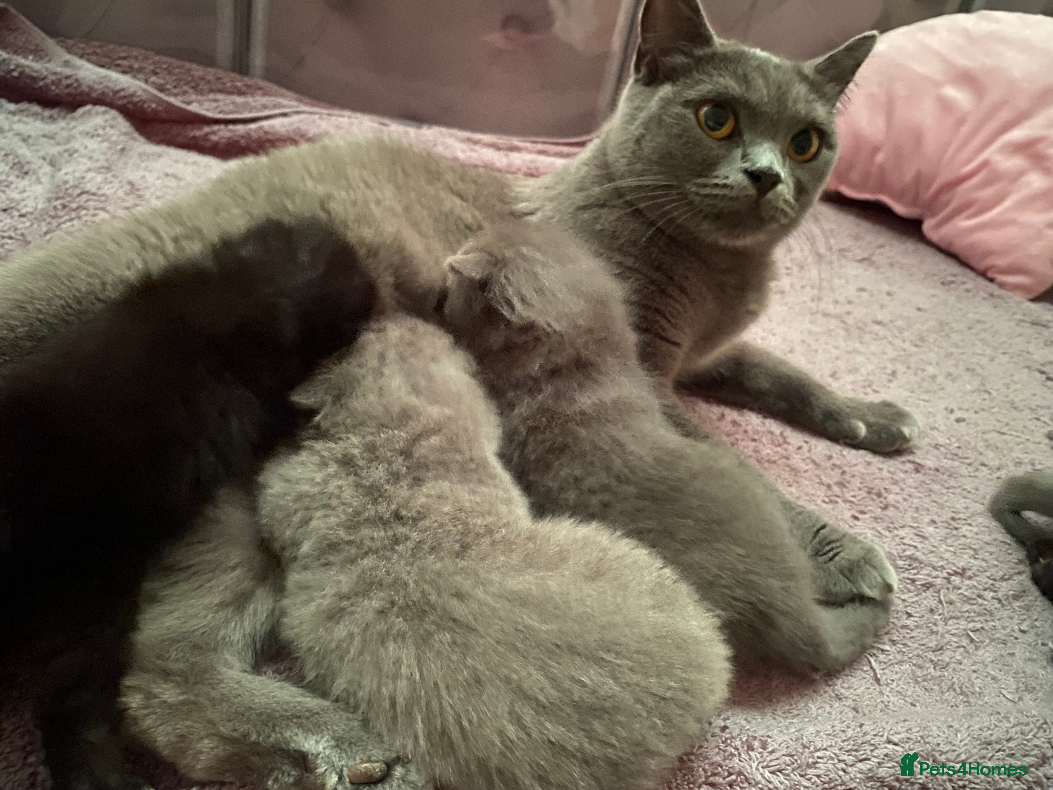 British Shorthair cats Amazing Pedigree British Shorthair Kittens  - Advert 2