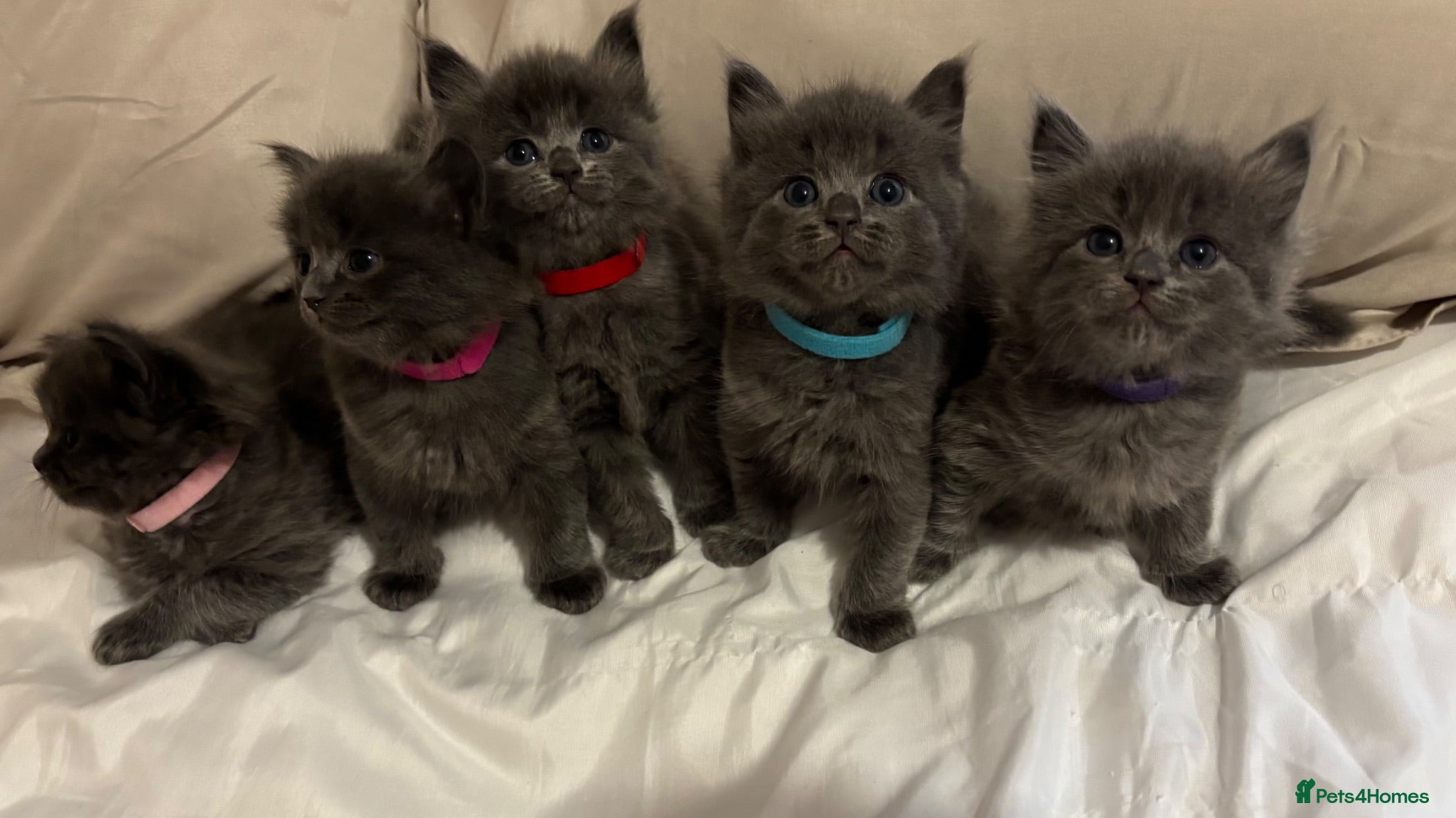 Ragdoll cats Ragdoll X Maine Coon kittens  - Advert 5