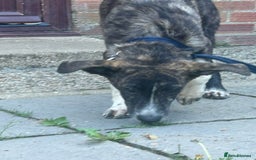 Mixed Breed dogs for adoption: Button - Norwich Norfolk  - Image 15
