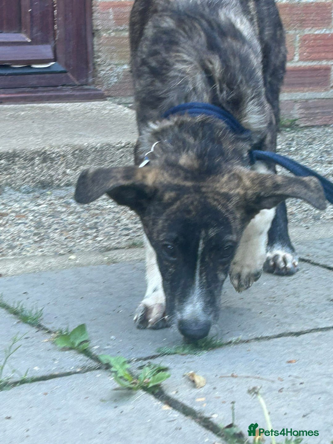 Mixed Breed dogs for adoption: Button - Norwich Norfolk  - Image 15