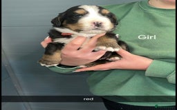 Bernese Mountain Dog dogs for sale: Gorgeous bernese mountain pups  - Image 4