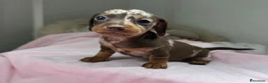 Dachshund 2