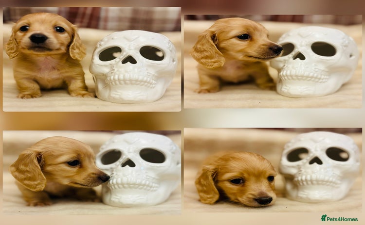 Miniature Dachshund dogs - Advert 15