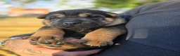 Mixed Breed dogs for sale: Shepard Peis - Advert 21