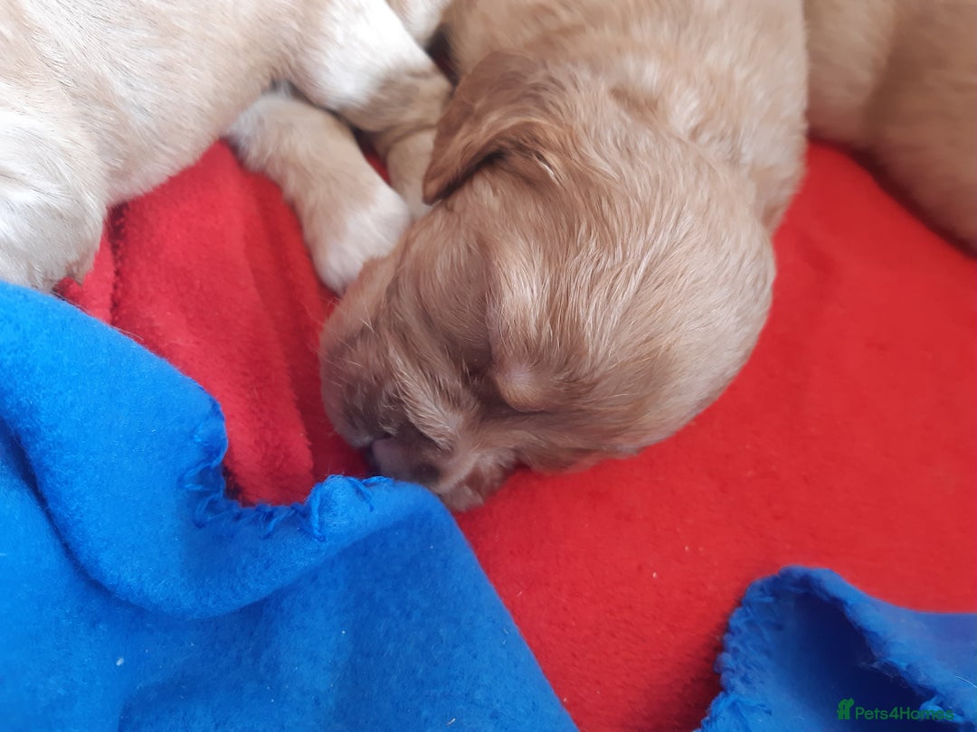 Cocker Spaniel dogs for sale: Kc registered cocker spaniel puppies - Image 23