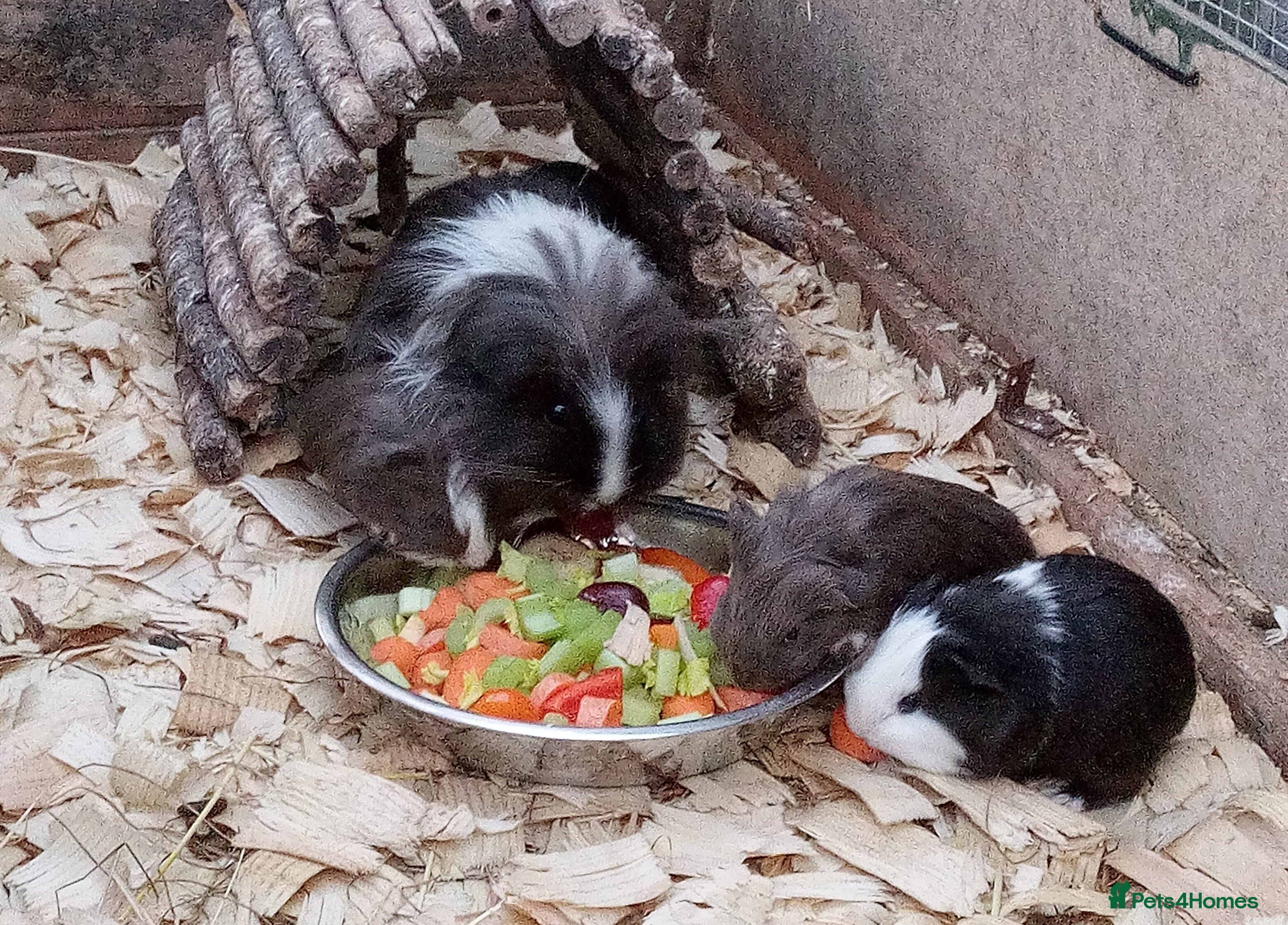 Guinea Pig rodents Long coated Sheltie baby boys - Advert 15