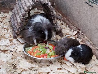 Guinea Pig rodents Long coated Sheltie baby boys - Advert 14