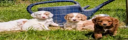 Cockapoo dogs for sale: Licensed breeder health tested F1 cockapoos in Rugby - Advert 33