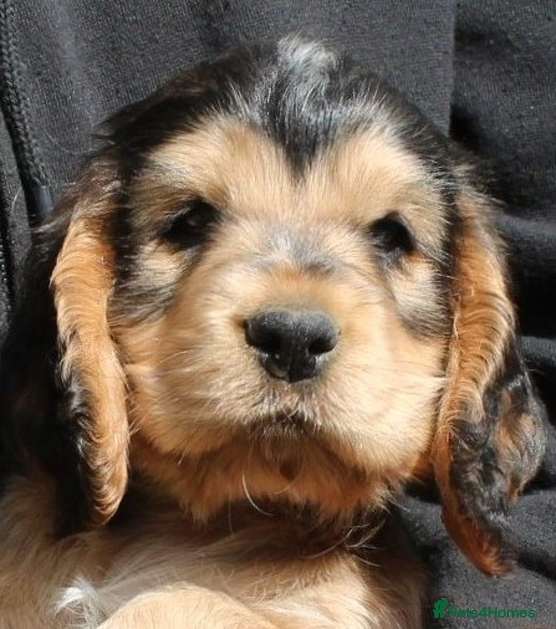 Cocker Spaniel dogs for sale: KC registered Cocker Spaniel puppies - Image 9