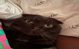 Mixed Breed cats for sale: 2 beautiful ragfolds looking for a loving home  - Image 3