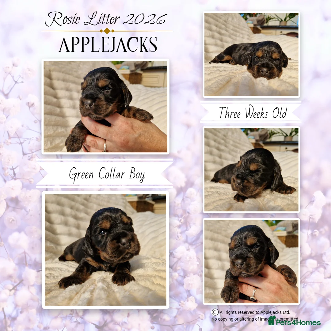 Cocker Spaniel dogs for sale: KC Pedigree Show Cocker Spaniel Puppies - Advert 4