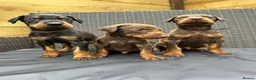 Dobermann dogs for sale: Beautiful family dobermans * 3 pups left * - Advert 12