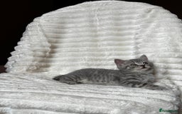 British Shorthair cats for sale: OUTSTANDING GCCF + HEALTH TESTED BSH + BLH KITTENS - Image 29